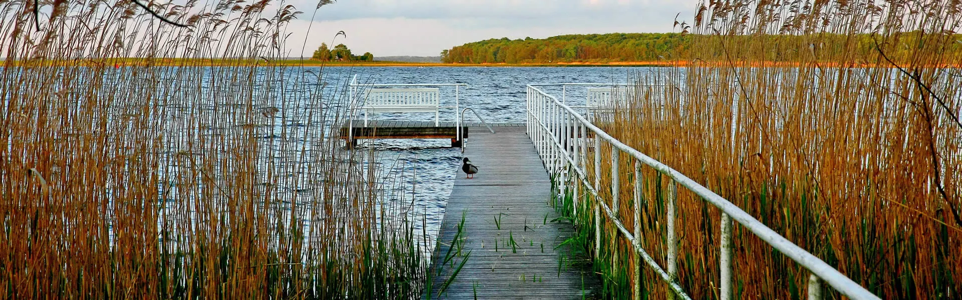 Ente auf einem Agngelsteg